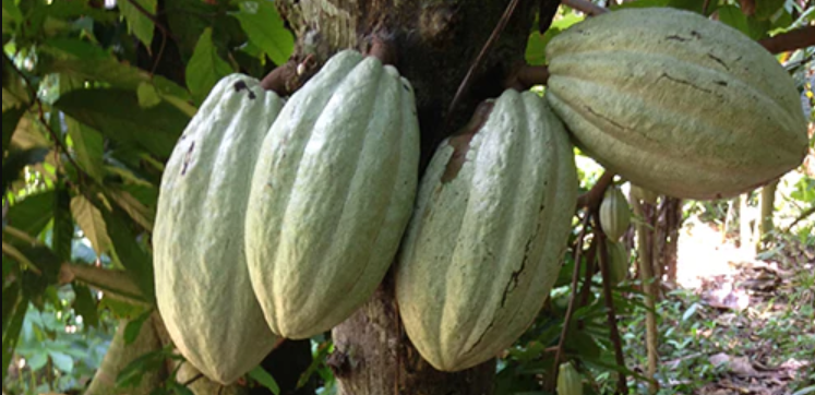 Haitian Gres Cacao
