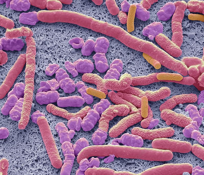 Feminine Probiotic + Prebiotic