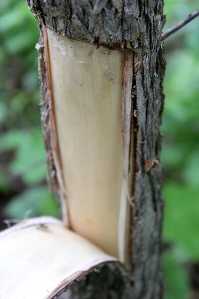 Slippery Elm