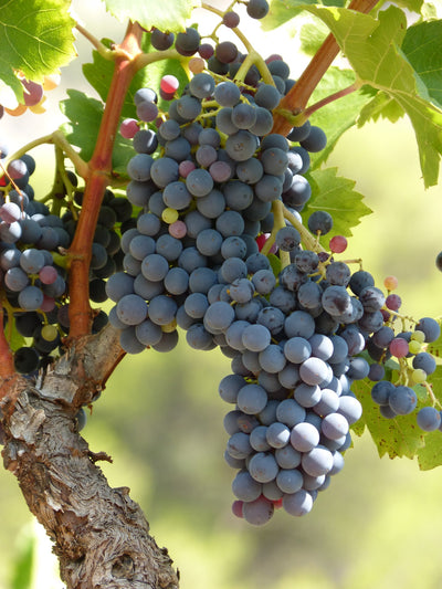 Resveratrol